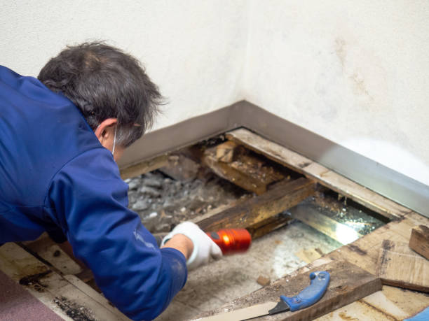Best Residential Mold Removal  in Parkville, MD