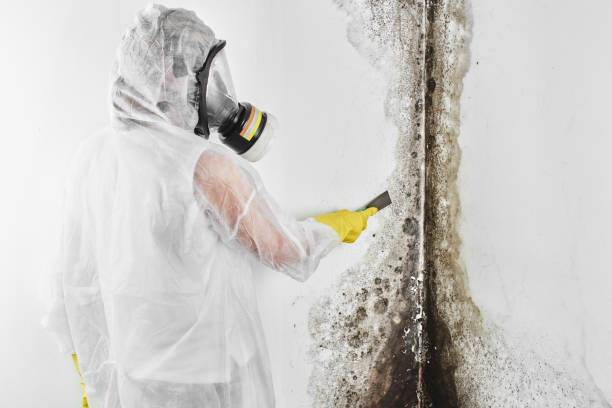 Best Attic Mold Removal  in Parkville, MD