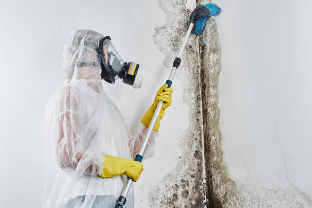Crawl Space Mold Removal in Parkville, MD