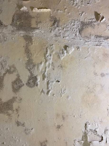 Best Mold Remediation  in Parkville, MD
