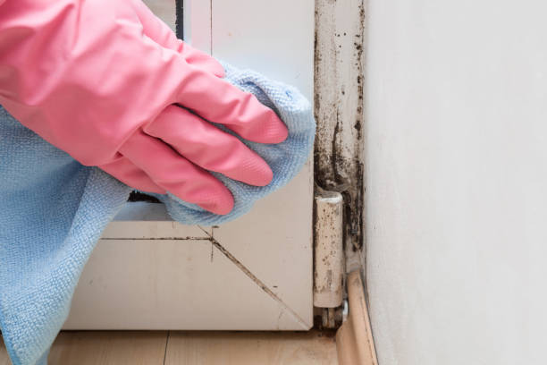 Best Affordable Mold Removal  in Parkville, MD